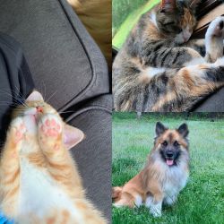 Stormypiano s and WhyamInotbritish s family pets