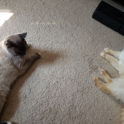 kendi64 family cats